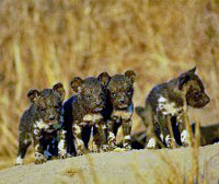 Hoedspruit Shared Airport Arrival Transfer (North Kruger Game Lodges)