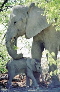 Kruger National Park Open Vehicle Afternoon Safari