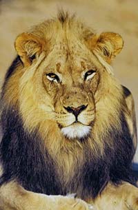 Kruger National Park Open Vehicle Morning Safari