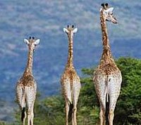 Pumba Private Game Reserve Safari