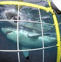 Scuba Dive or Snorkel with Great White Sharks