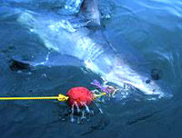 Scuba Dive or Snorkel with Great White Sharks