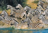 Three Day Game Excursion at Okapuka Ranch