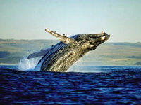 Whale Watching in Hermanus
