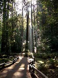 Muir Woods and Wine Country Minivan Tour