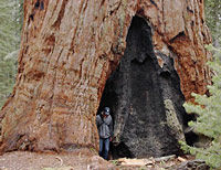 Yosemite and Giant Sequoias Minivan Tour