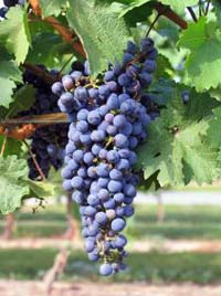 Afternoon Chianti Wine Tasting in Florence
