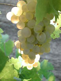 Afternoon Chianti Wine Tasting in Florence