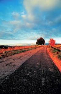 Private Afternoon Tuscany Tour to the Chianti Region with Wine Tasting and Dinner from Florence