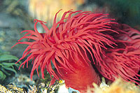 Sydney Bonus Ticket plus Sydney Wildlife World