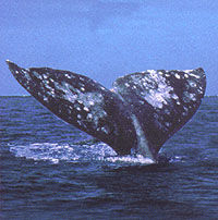 San Diego Whale Watching Expedition Cruise