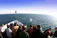 San Diego Whale Watching Expedition Cruise