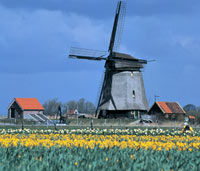 Half Day Tour to Alkmaar Cheese Market and Schermerhorn Windmills