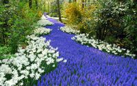Keukenhof Garden Private Transfer with Entrance Tickets