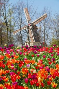 Tulip Flowerfields and Keukenhof Garden Tour from Amsterdam