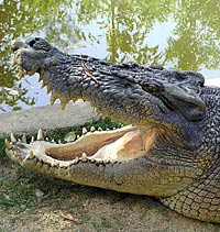 Hartley's Crocodile Adventures