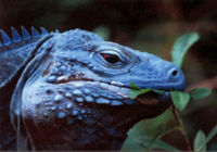Queen Elizabeth II Botanic Park Cayman Island
