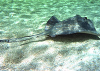 Island Safari and Stingray City