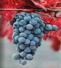 Deluxe California Wine Country Tour