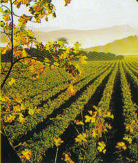 Deluxe California Wine Country Tour