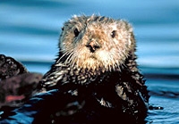 Monterey, Carmel and The 17-Mile Drive