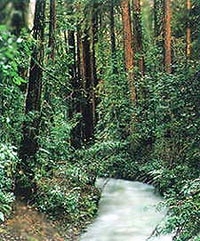Muir Woods, Giant Redwoods and Sausalito, plus Bay Cruise