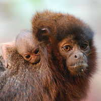 Skip the Line: London Zoo Tickets