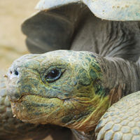 Skip the Line: London Zoo Tickets