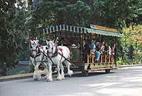 Stanley Park Horse-Drawn Tour