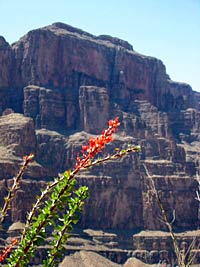Grand Canyon Flora