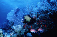 Deep Sea Adventure Dives off Nevis