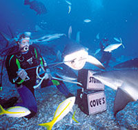 Nassau Shark Adventure