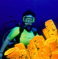 Grand Cayman One Tank Night Dive