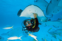 Red Sail Sports Stingray City Dive