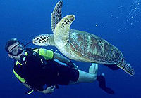 Learn to Dive - Beginner Resort Scuba Course