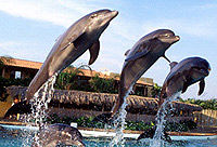 Nuevo Vallarta Dolphin Swim Experience