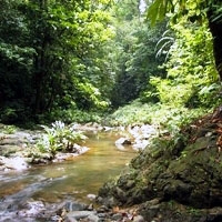 Ectotour: The Tropical Rainforest