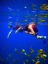 Hawaii Duck Tours with Hanauma Bay Snorkeling
