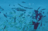 Scuba Beach Dive to 15 feet in Makai Pier
