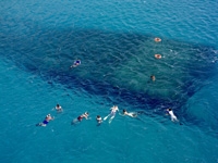 Leeward Coast Dolphin Snorkel Sail