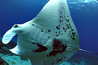 Hawaii Two Tank Dive