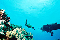 Kohala Coast Resort Dive Course