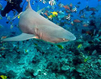 Bora Bora Shark and Ray Feeding Excursion