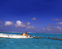Bora Bora Shark and Ray Feeding Excursion