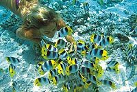 Bora Bora Sharkfeeding, Lagoonarium and Picnic