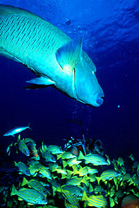 Glass Bottom Boat Excursion
