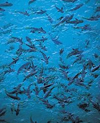 Moorea Motu Excursion with Shark and Ray Feeding