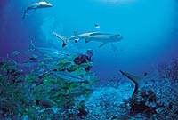 Shark and Ray Feeding Excursion