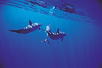 Wild Dolphin Watch