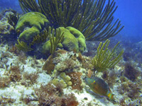 Cozumel Exclusive Full Day Trip from Playa Del Carmen